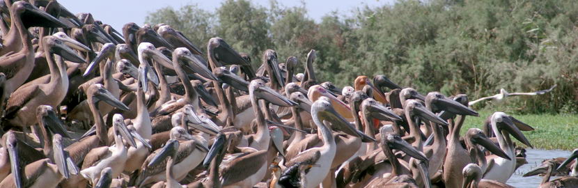 Parc National des Oiseaux du Djoudj