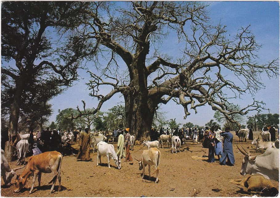 Marché aux bestiaux vaches près de Diourbel