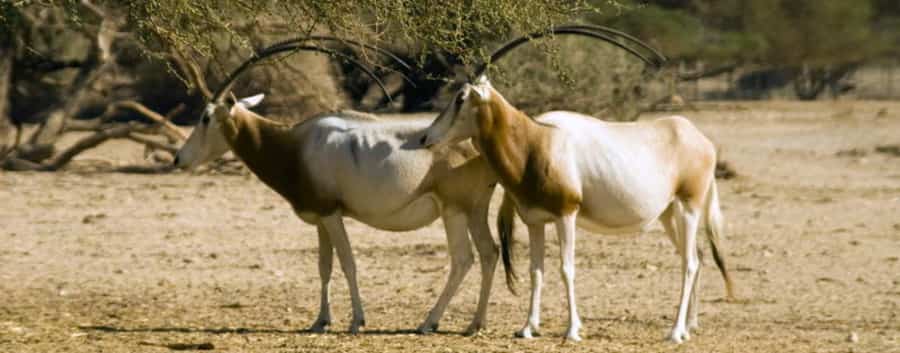 Oryx gazelles dans la réserve de faune de Guembeul