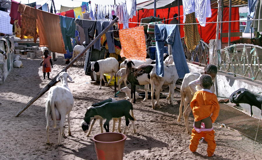 Guet Ndar, quartier des pêcheurs à Saint-Louis du Sénégal