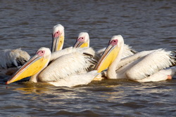 Parc National des Oiseaux du Djoudj