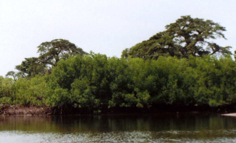 Restoration Of Mangroves In Senegal And Climate Resilience
