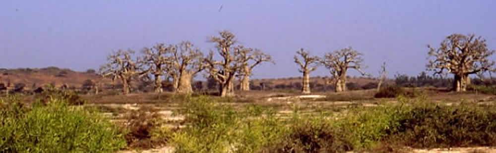 La Route des baobabs