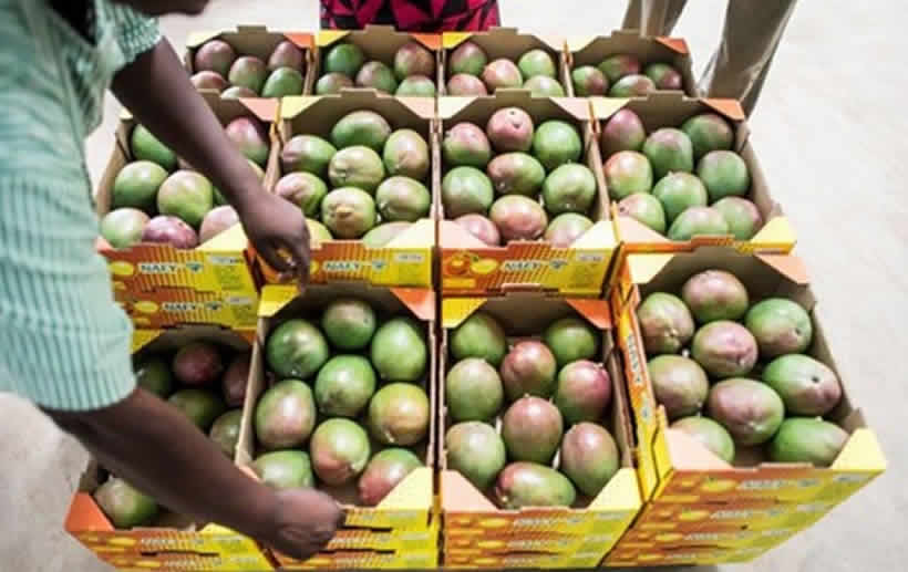 La mangue du Sénégal en Belgique