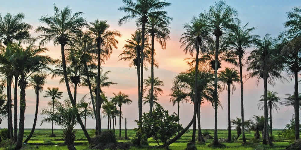 Palmeraie en Casamance