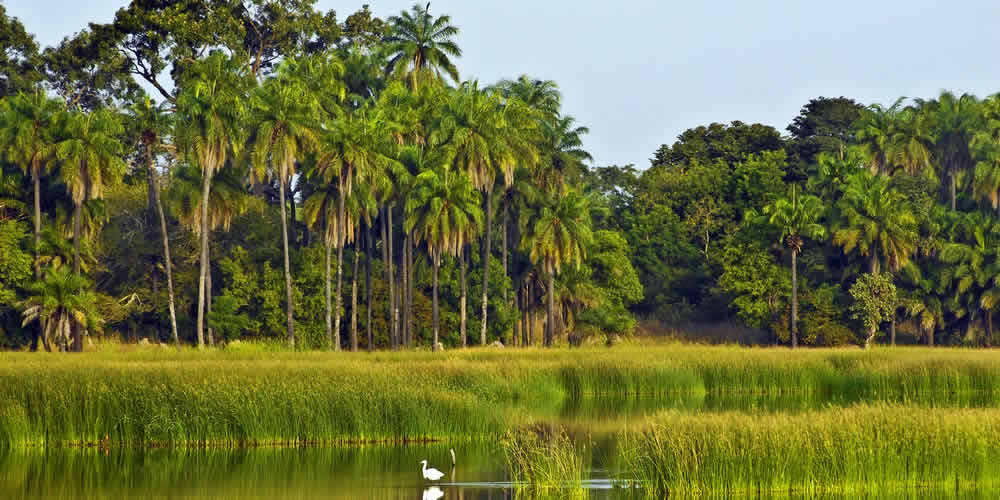 paysage de Casamance