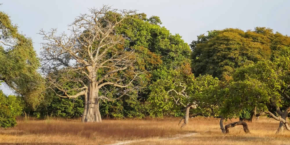Nature et Culture Diola en Basse-Casamance